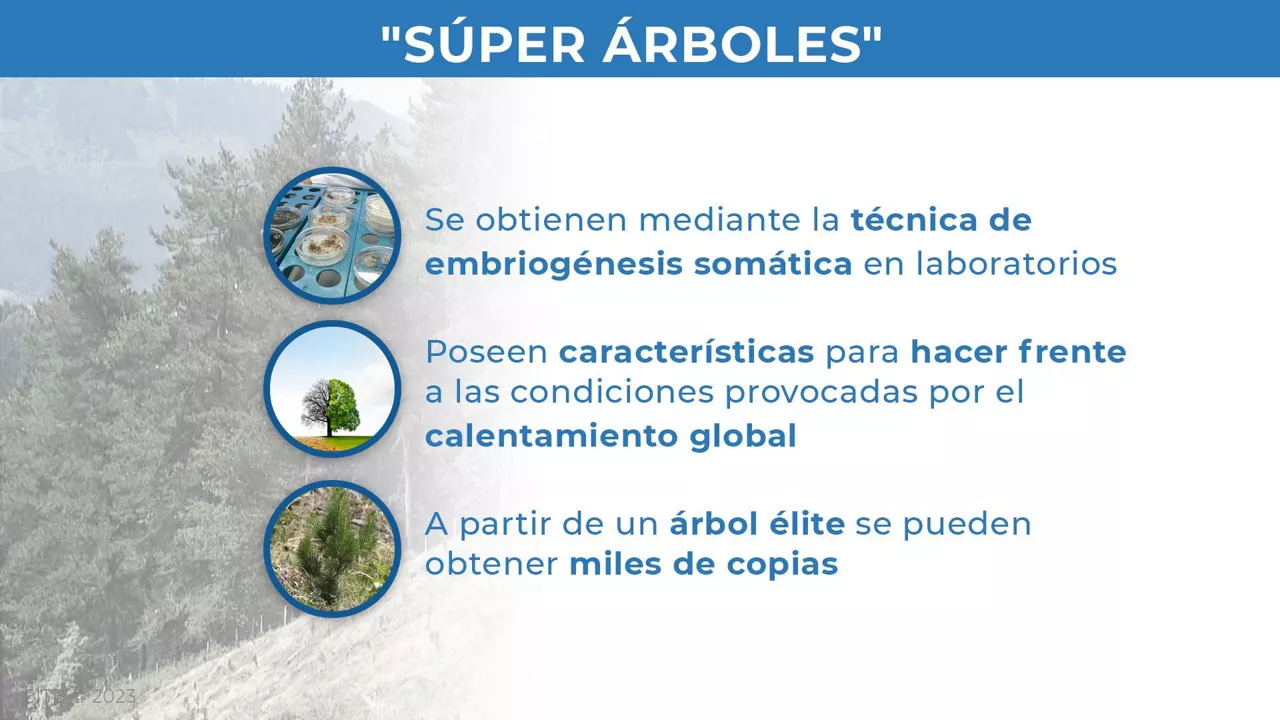 super arbolak infografia gazt 1