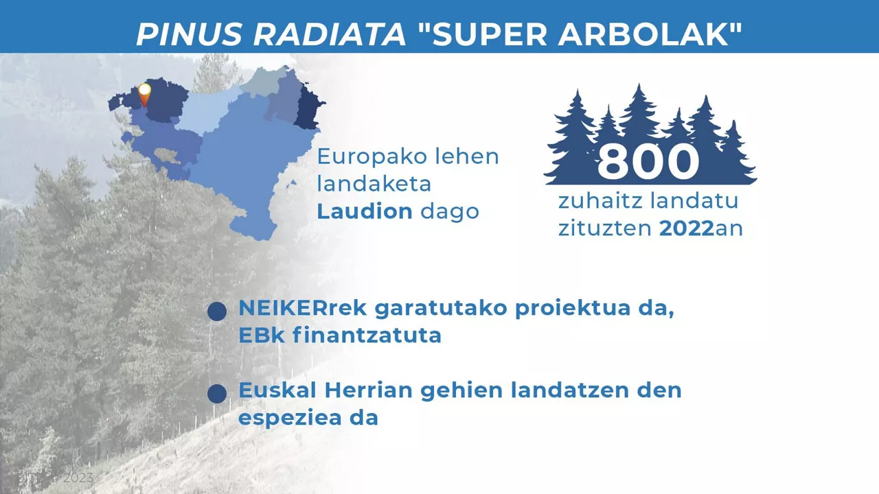 super arbolak infografia gazt 2