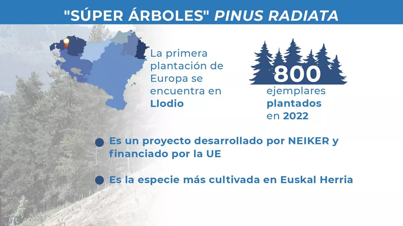 dls_super_arbolak_2_es