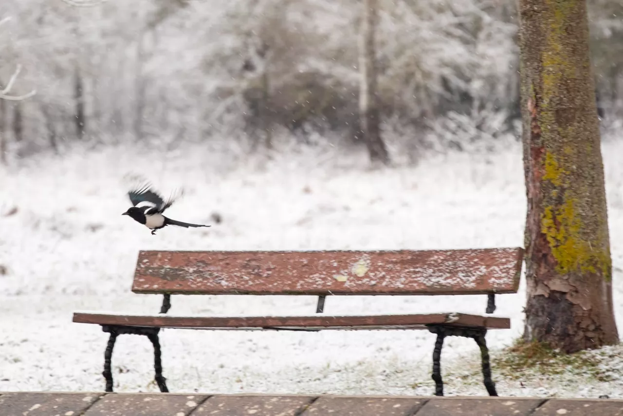 Una urraca levanta el vuelo en un parque de Vitoria-Gasteiz cubierto por la nieve
