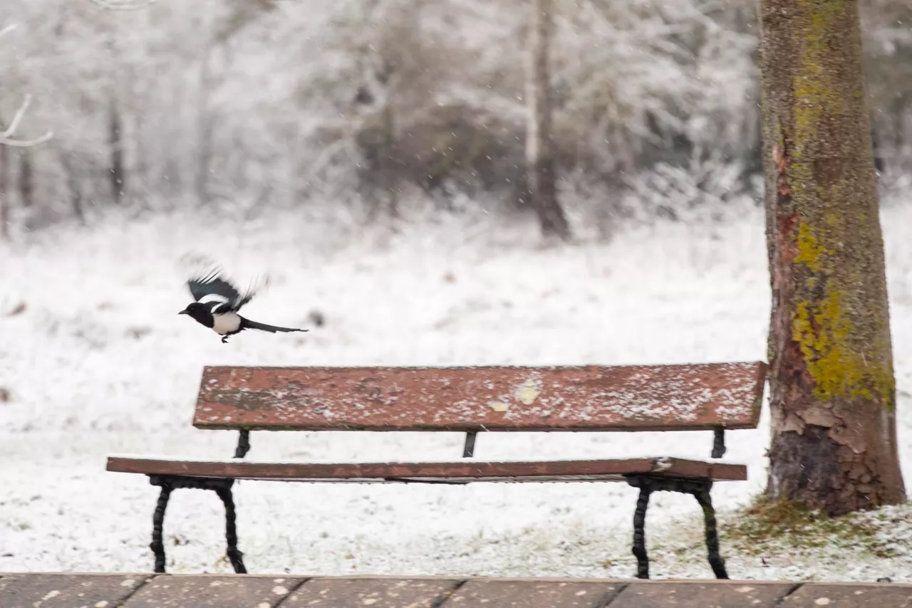 elurra gasteiz vitoria