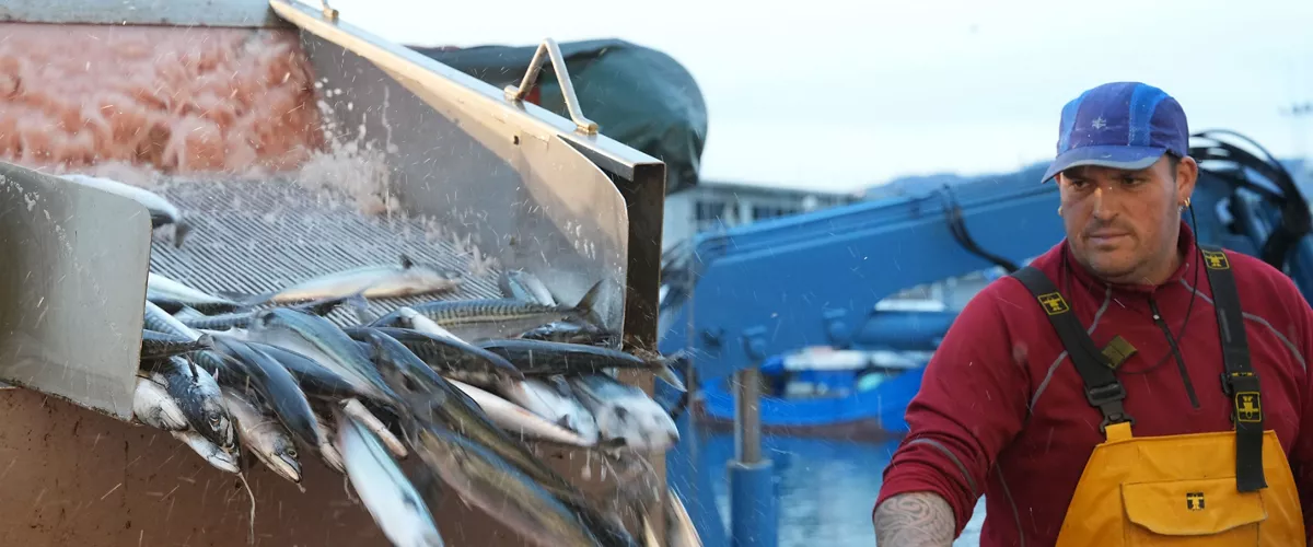 Berdela verdel Hondarribia arrantza pesca Irekia 5