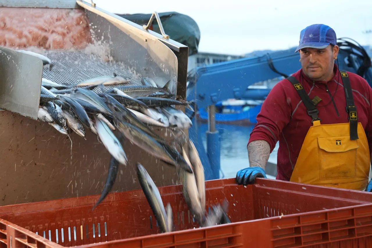 Berdela verdel Hondarribia arrantza pesca Irekia 5