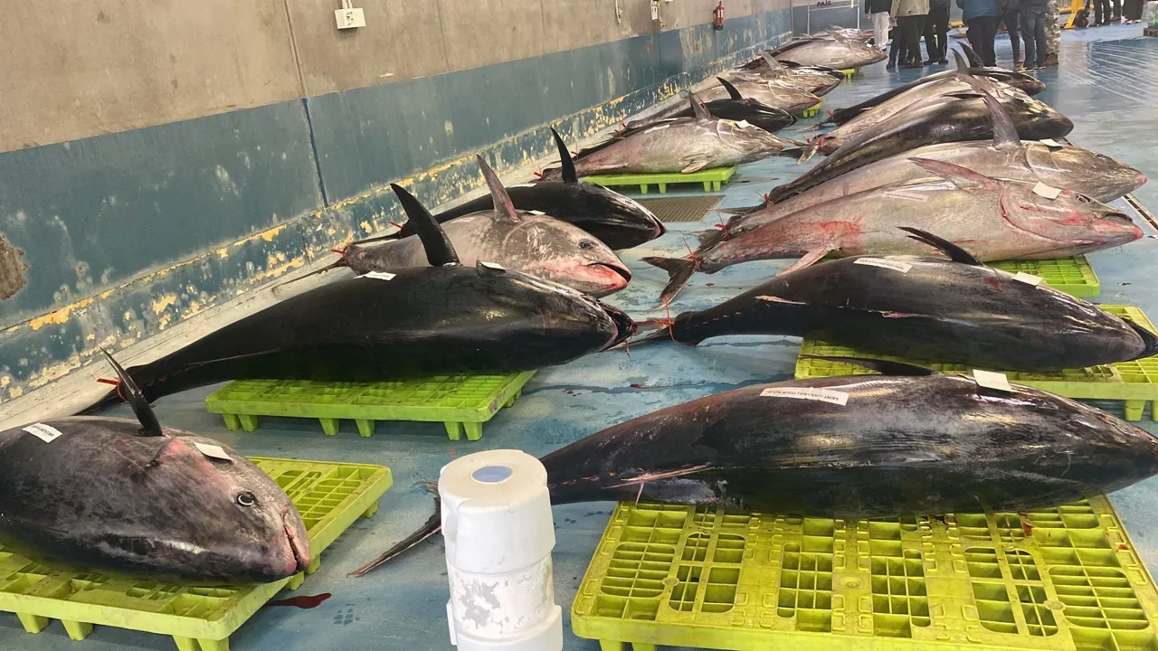 Bonito hegaluzea Pasaia
