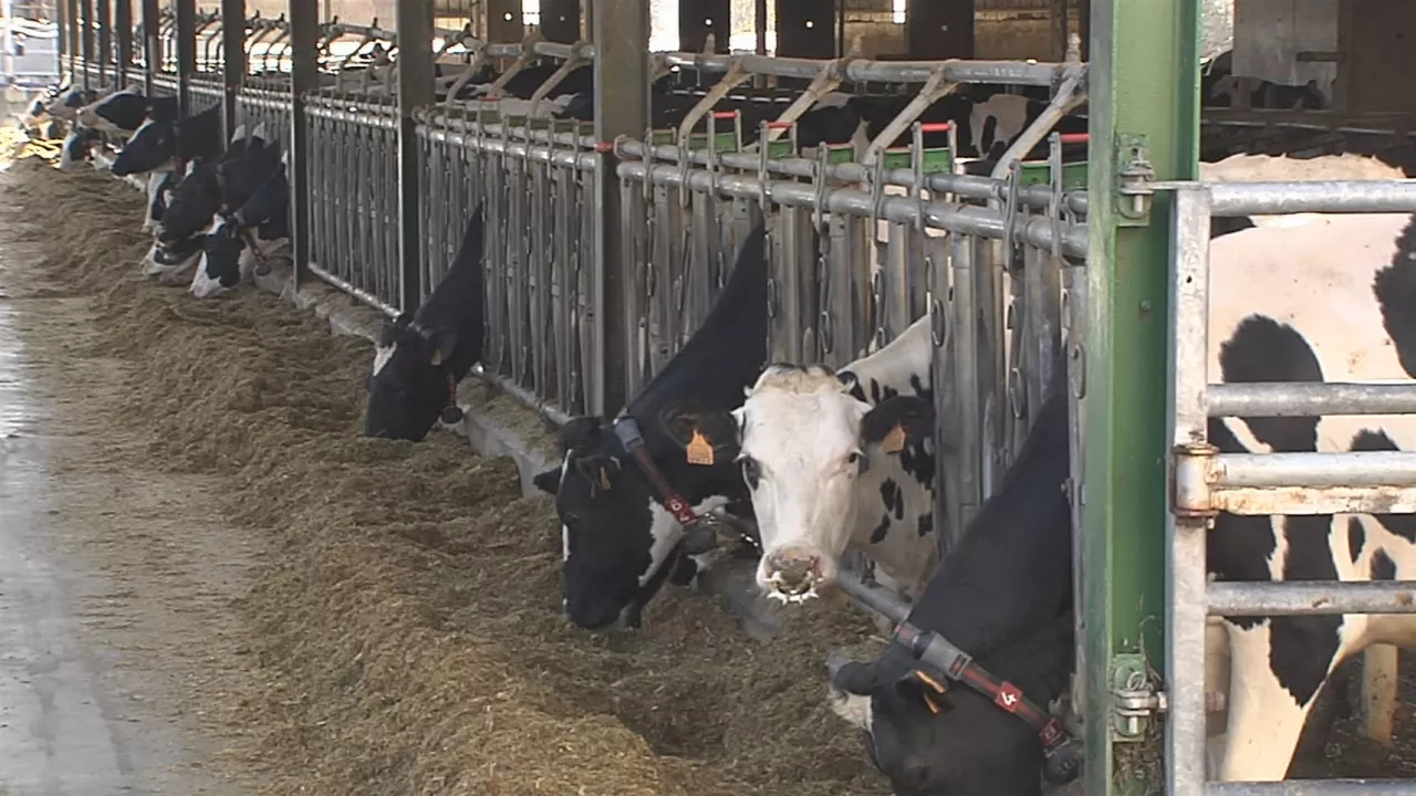 20230323142052_esnea-leche-vaca-behia-eitb_