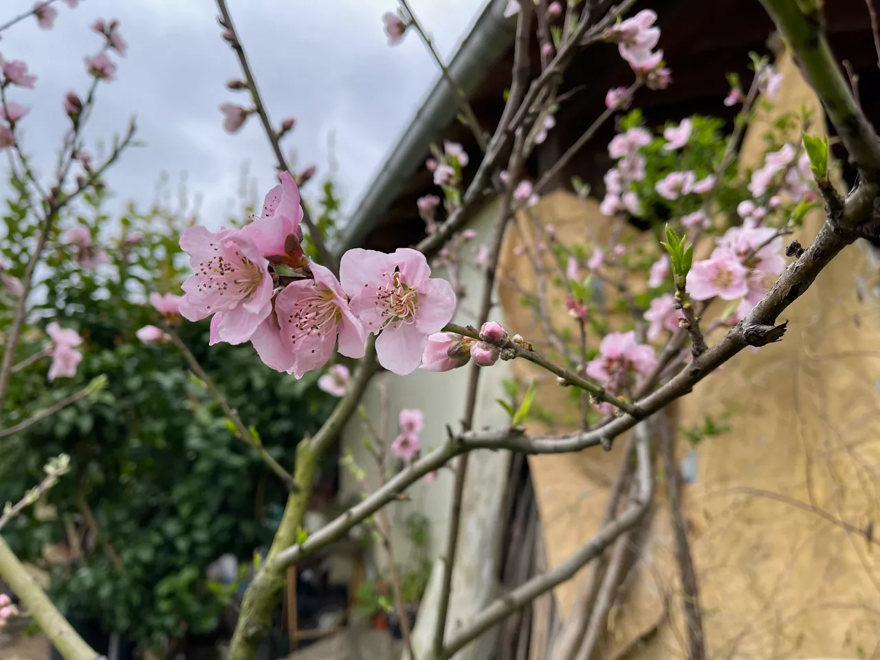 Udaberria eta zeru grisa. Argazkia: Iñaki Jauregi Bidaburu