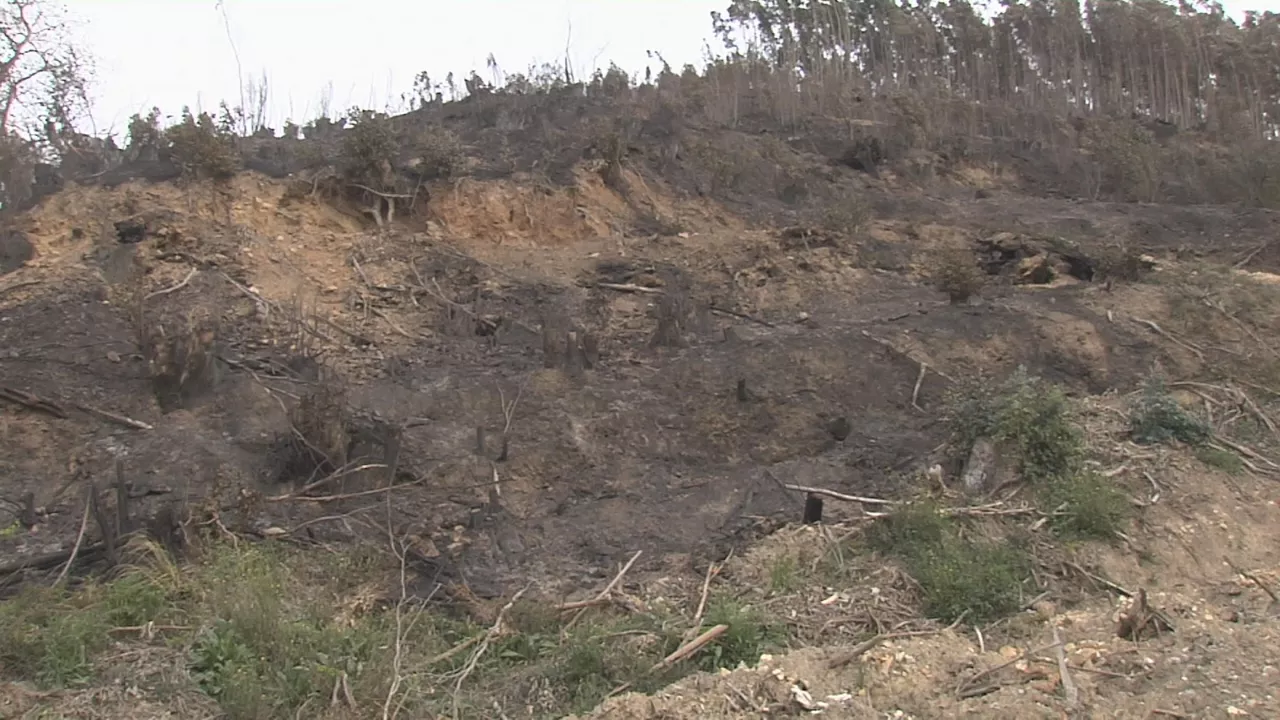 20230329100504_carranza-incendio_