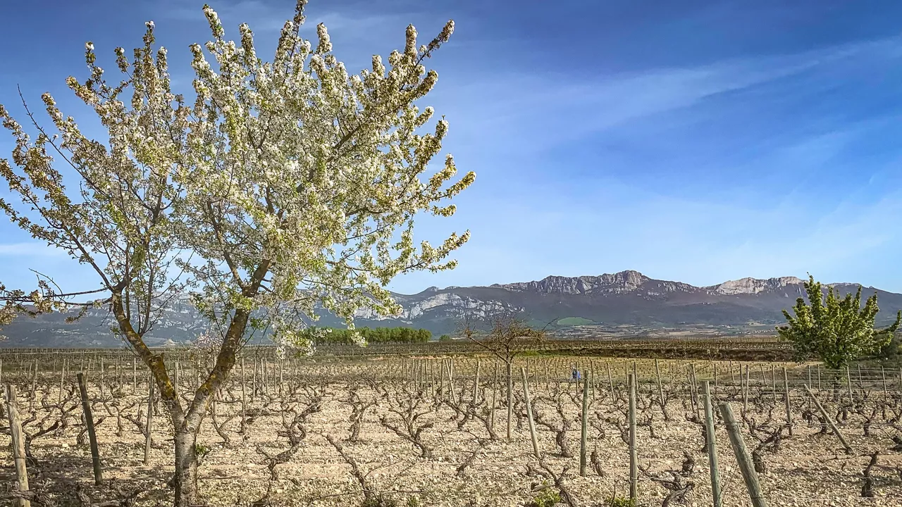 ARABAKO ERRIOXA RIOJA ALAVESA EGILEA DAVID LAMAZA
