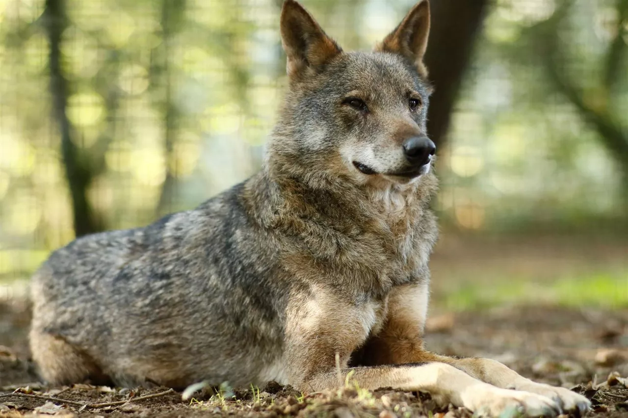 lobo iberico EFE