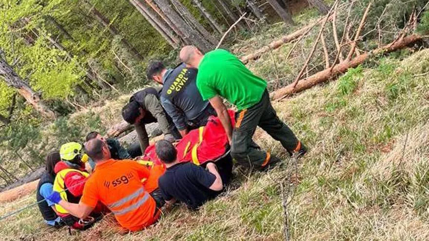 El árbol era un pino de más de 10 metros de altura. Argazkia: Nafarroako Guardia Zibila.