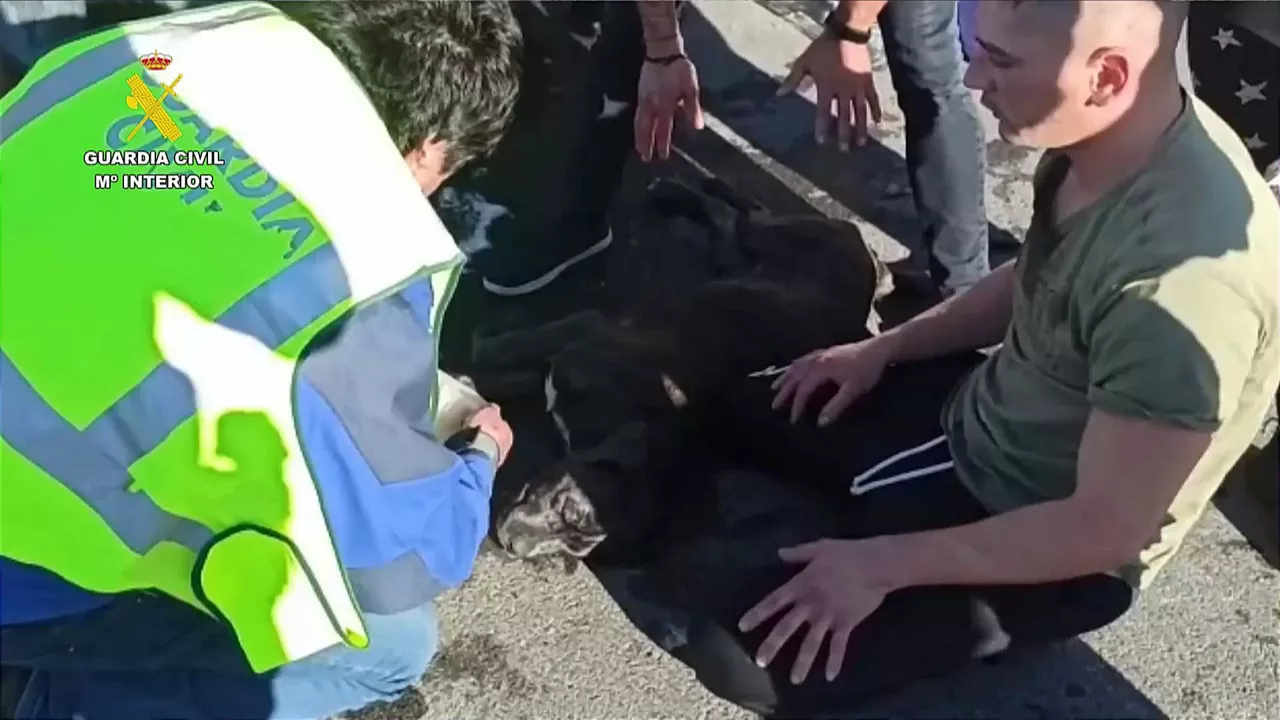 Agentes y ciudadanos tratan de reanimar a la mastín italiana, que finalmente sobrevivió.