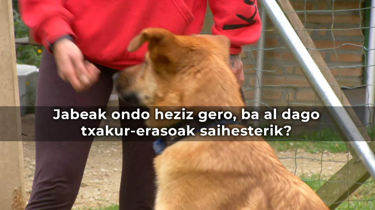 Xabi Arrese, txakur-hezitzaileak, beasain, txakurrak,