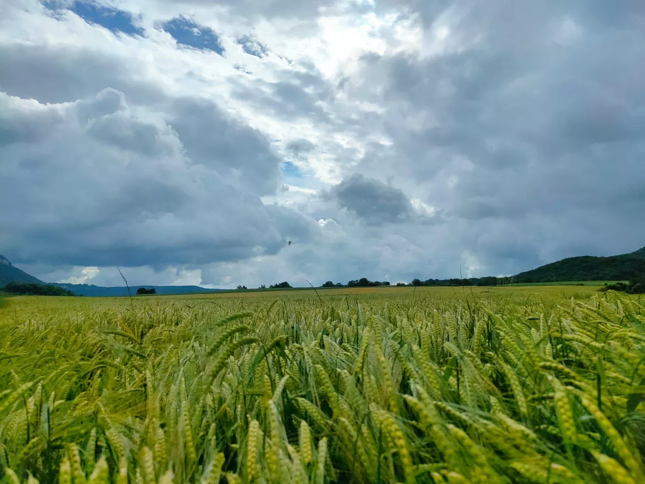 Trigal bajo nubes negras, hoy en el valle de Arana. Foto: David Aznárez.