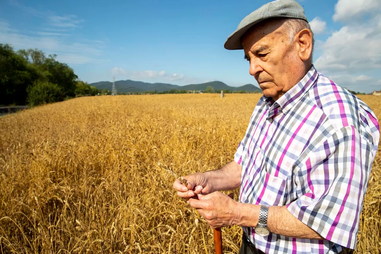 granizada-vitoria-danos-cereal-trigo gasteiz txingorra kalteak zereal uzta efe