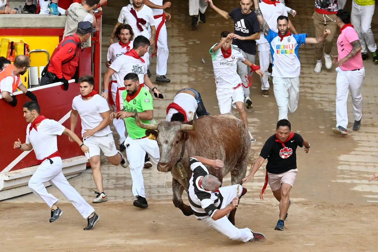 Los corredores y los toros de la ganadería Fuente Ymbro a su llegada a la plaza de toros de Pamplona. Foto:EFE