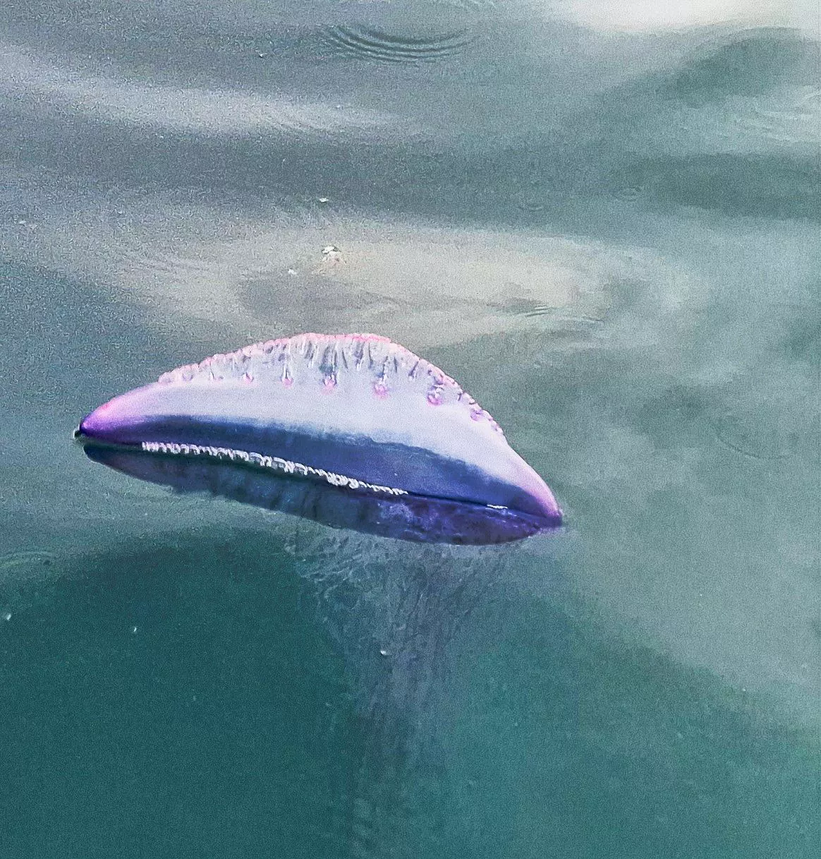 Una carabela portuguesa, en una imagen de archivo. Foto: Joseba Ona