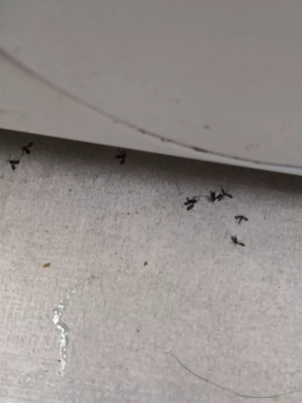 Mosquitos en Bilbao