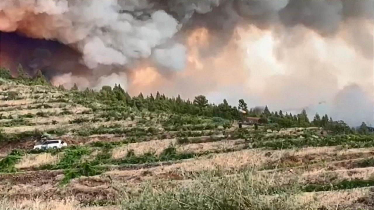 La Palma sutea