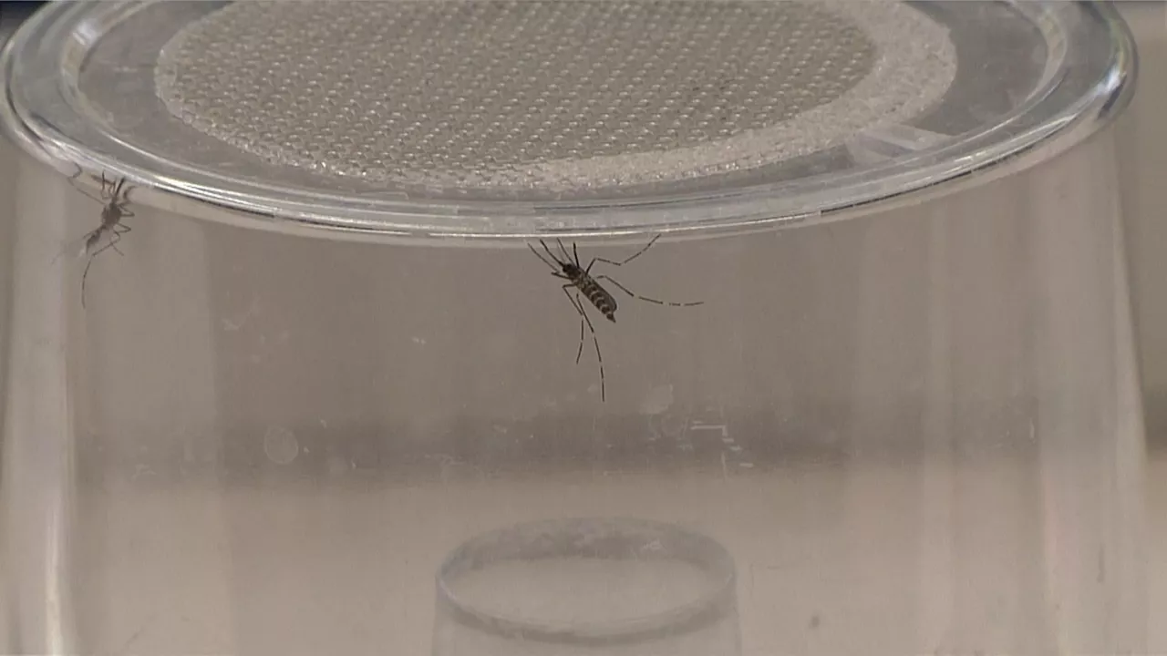 insecto intsektua