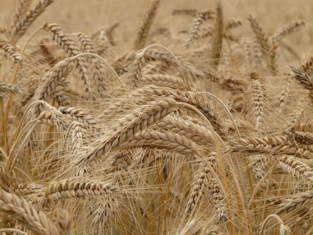 Campo de trigo. Foto: Pixabay