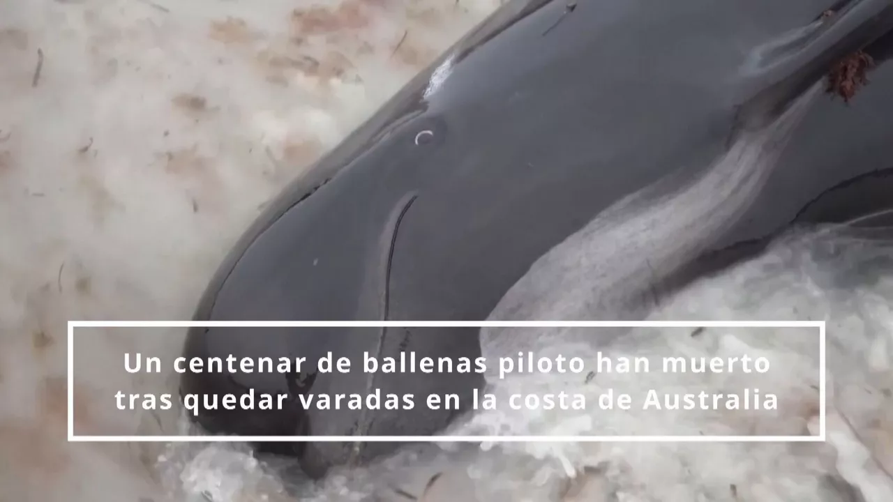20230727083221_ballenas-varadas-australia_