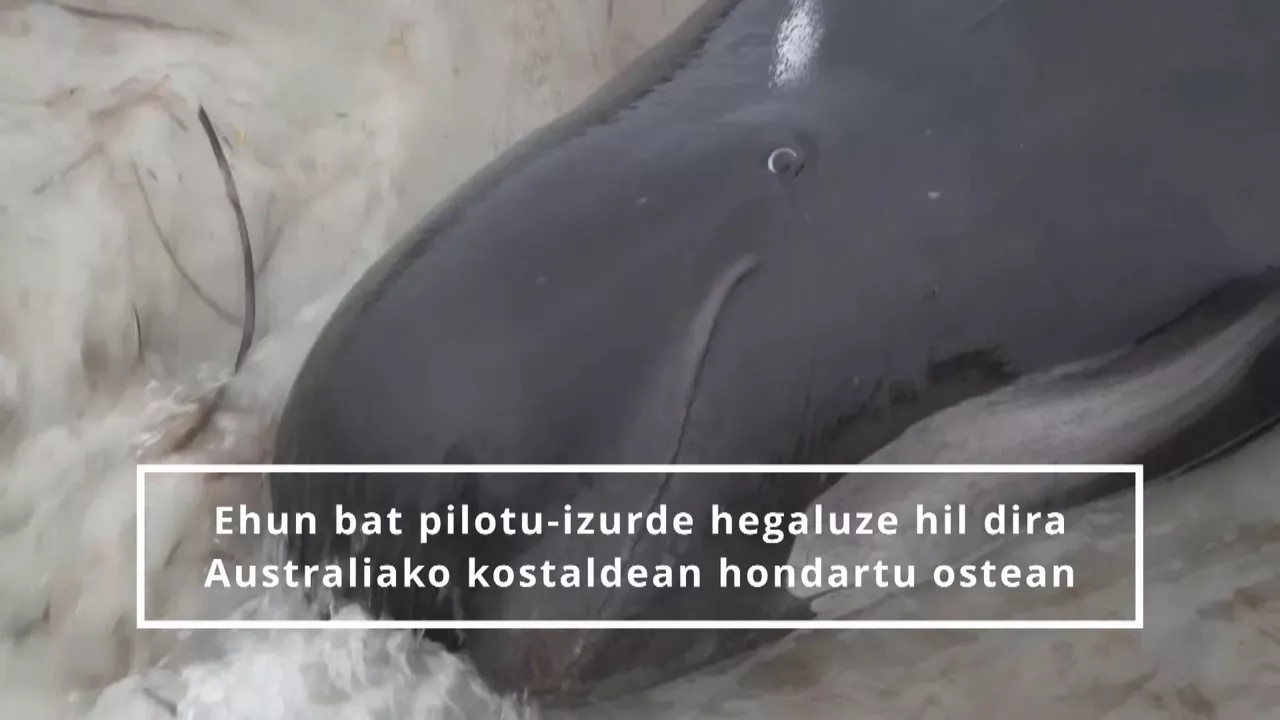20230727085049_pilotuizurde-hegaluzea_