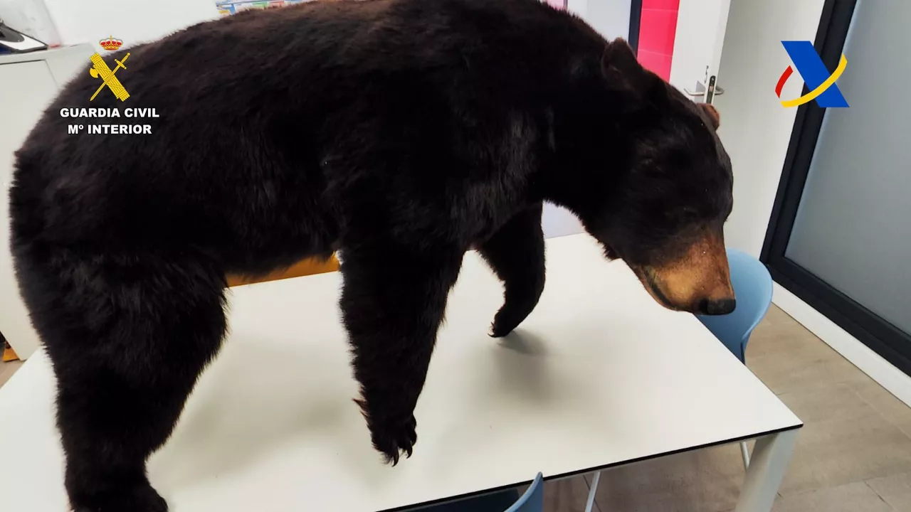 Intervención de un oso disecado en el puerto de Bilbao