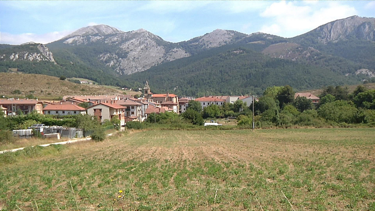 Araia