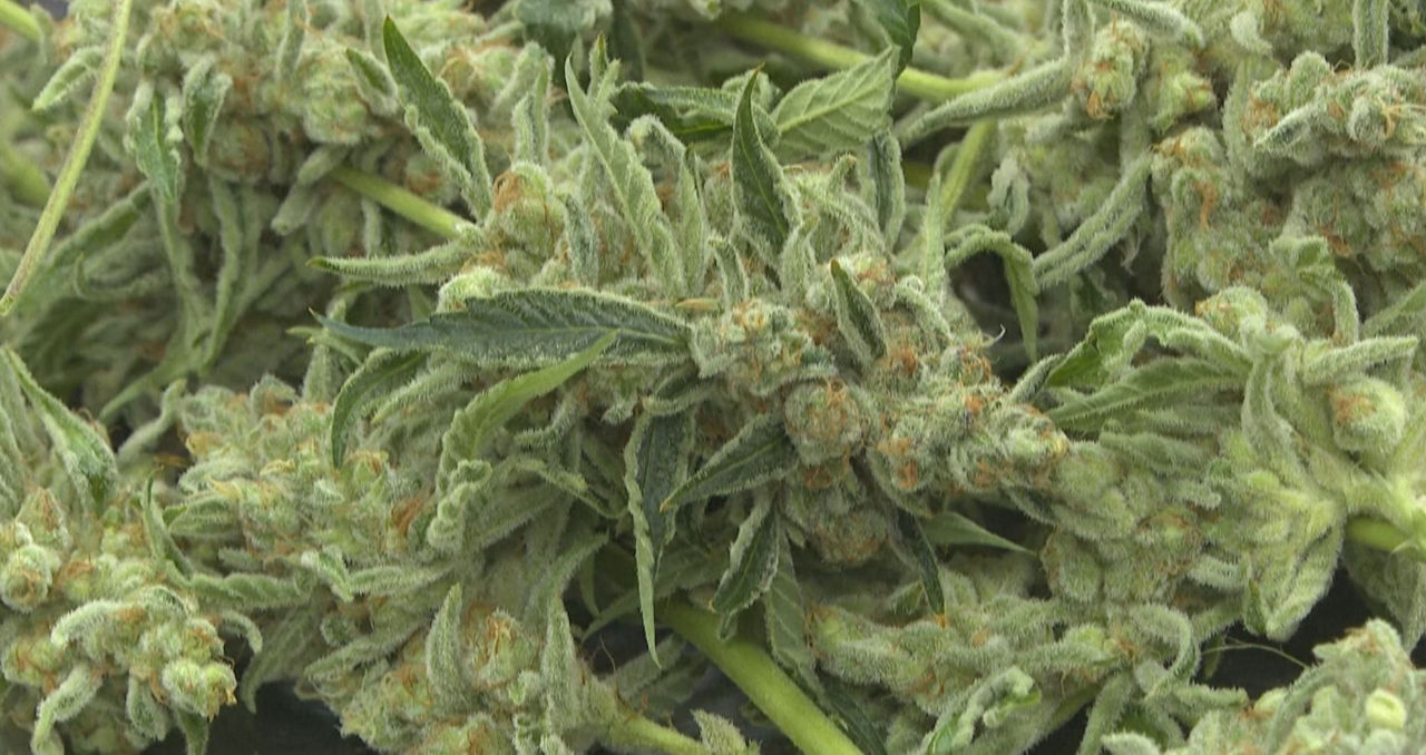 cannabis kalamua marihuana iturria. afp