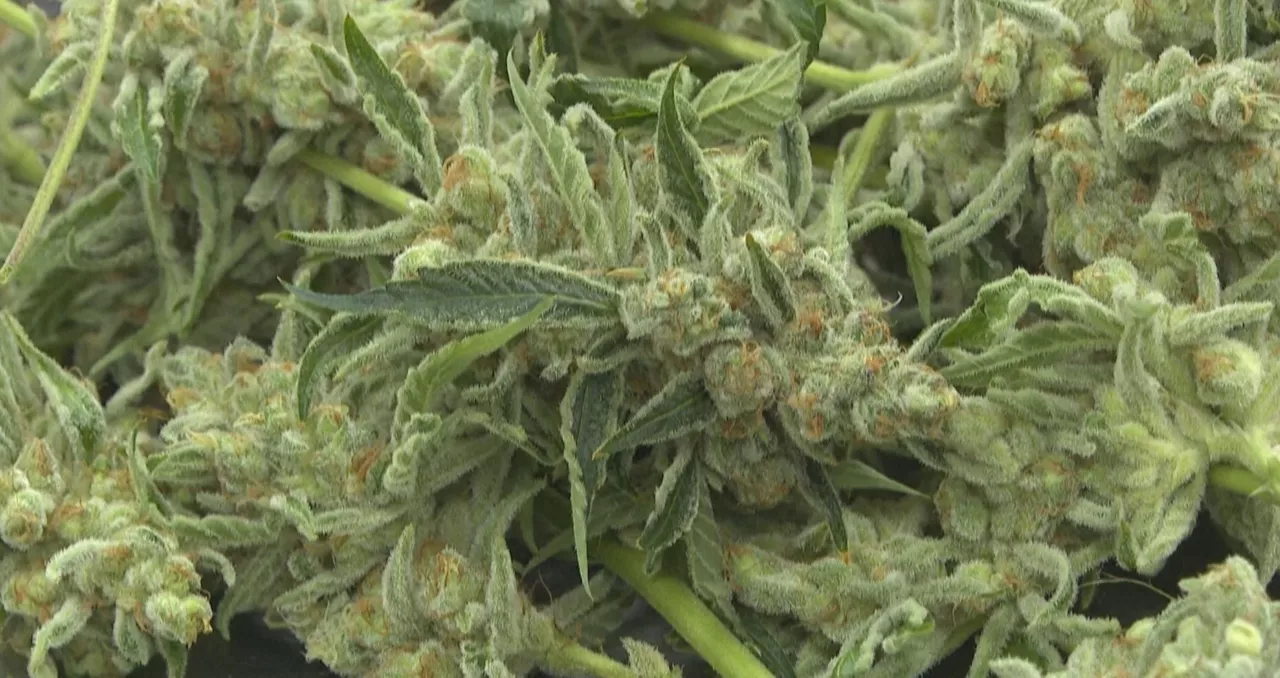 cannabis kalamua marihuana iturria. afp