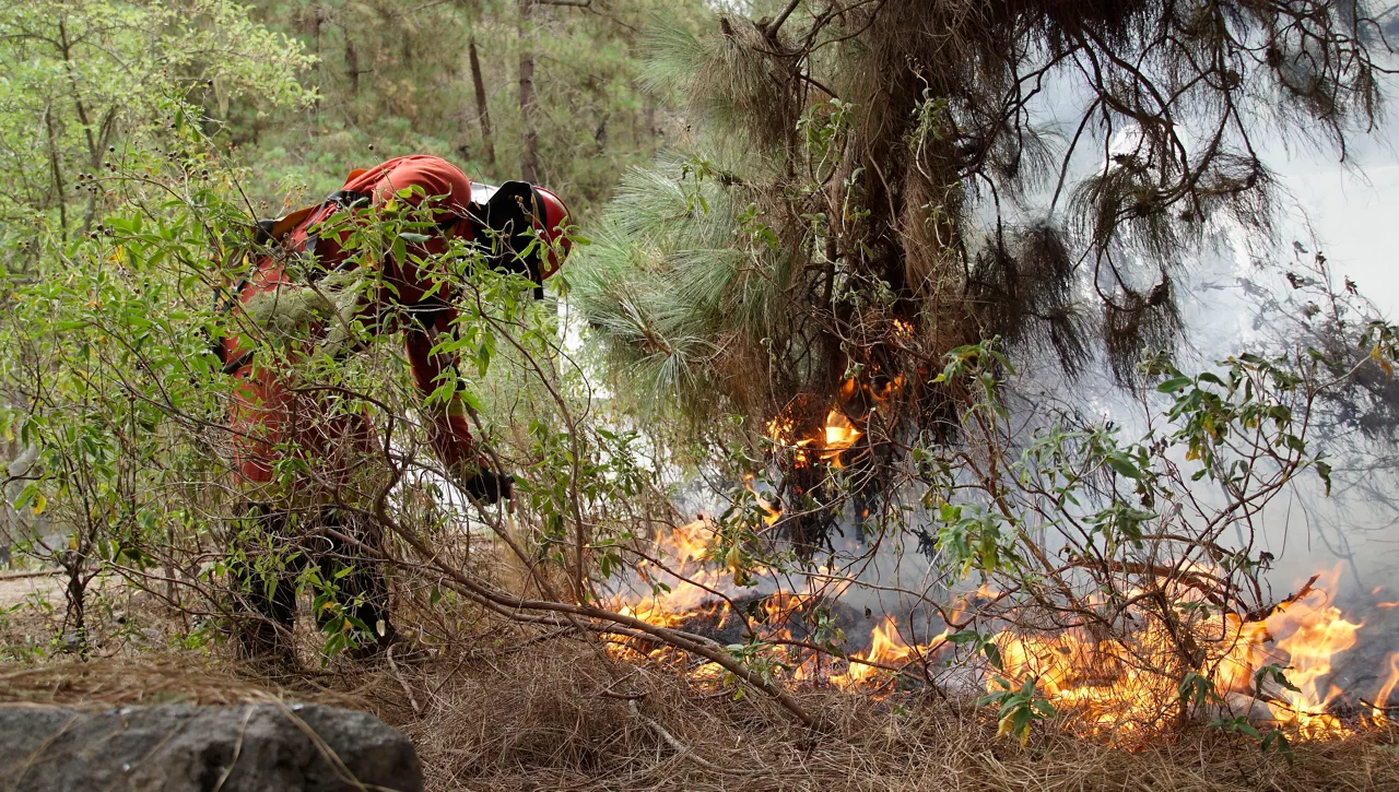 sutea tenerifen incendio forestal