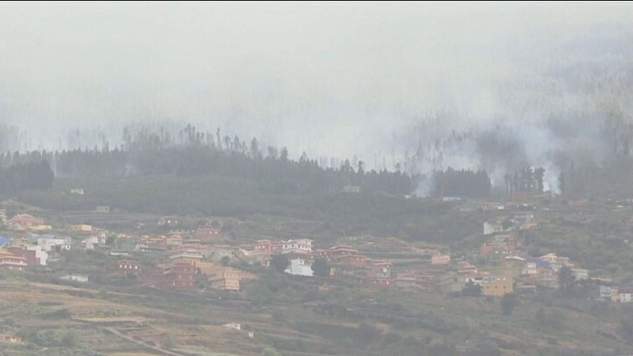 tenerifeko sutea