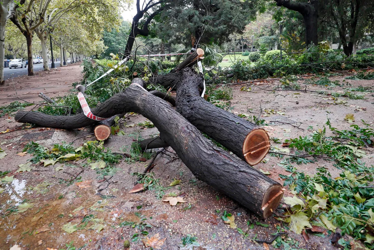 valencia-arbol-caido-dana-temporal-efe