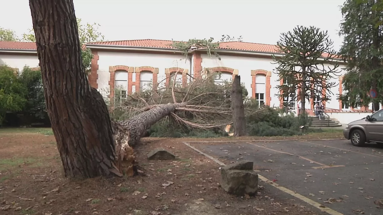 20230904123123_arbol-pamplona_