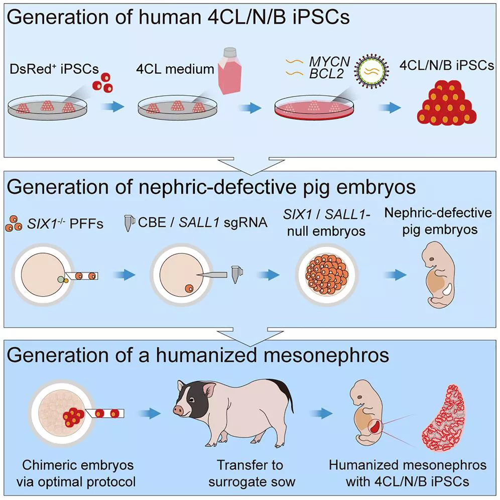 riñones humanizados Cell Stem Cell