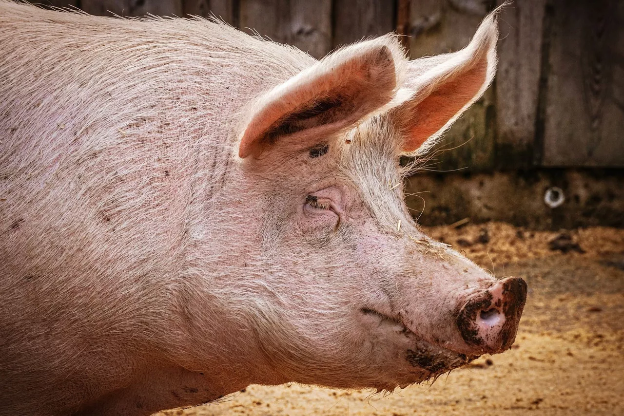 pig-3834738_1920