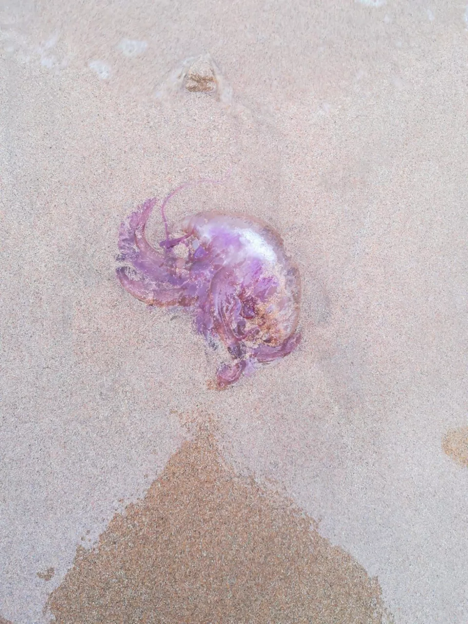 medusak-Donostia