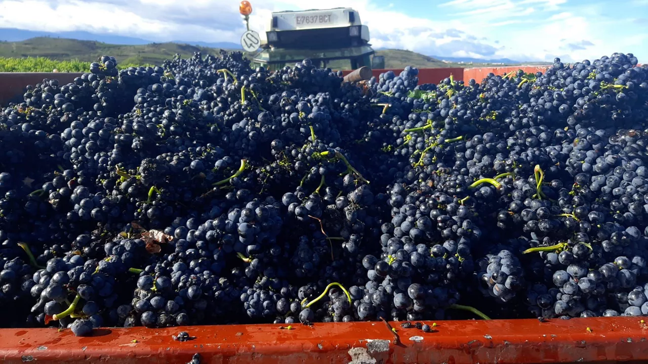Recogida de uvas de la bodega Dominio de Berzal.