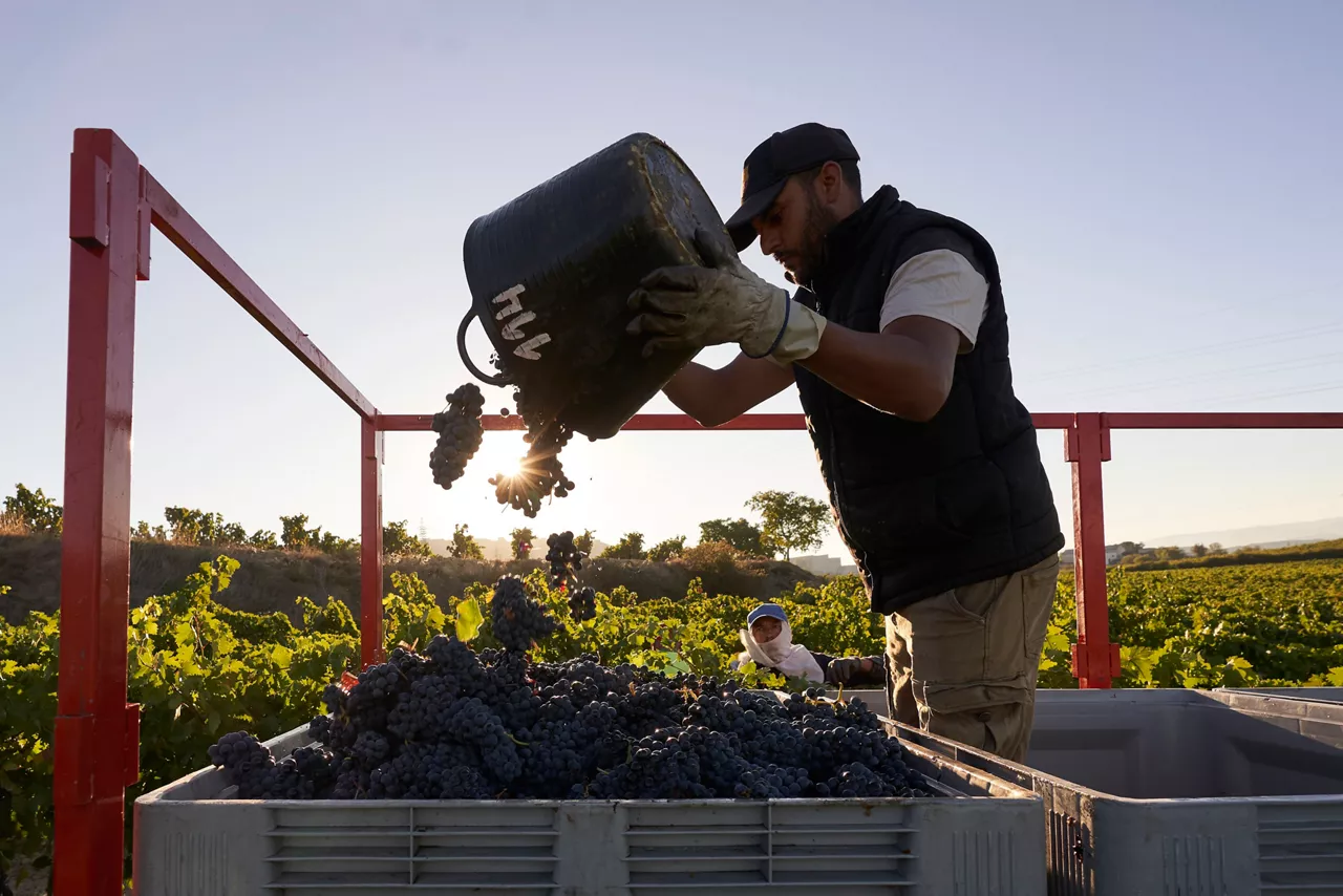vendimia mahats bilketa arabar errioxa rioja alavesa