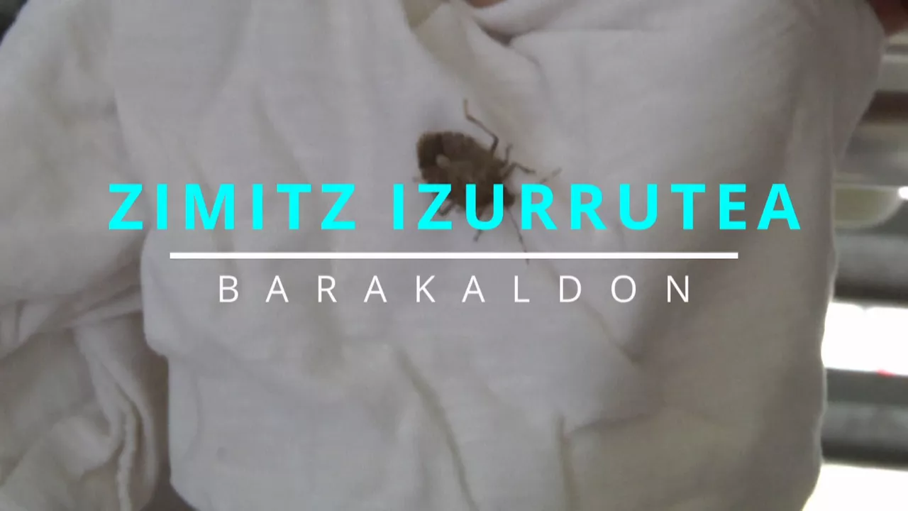 20231003224122_zimitzak_
