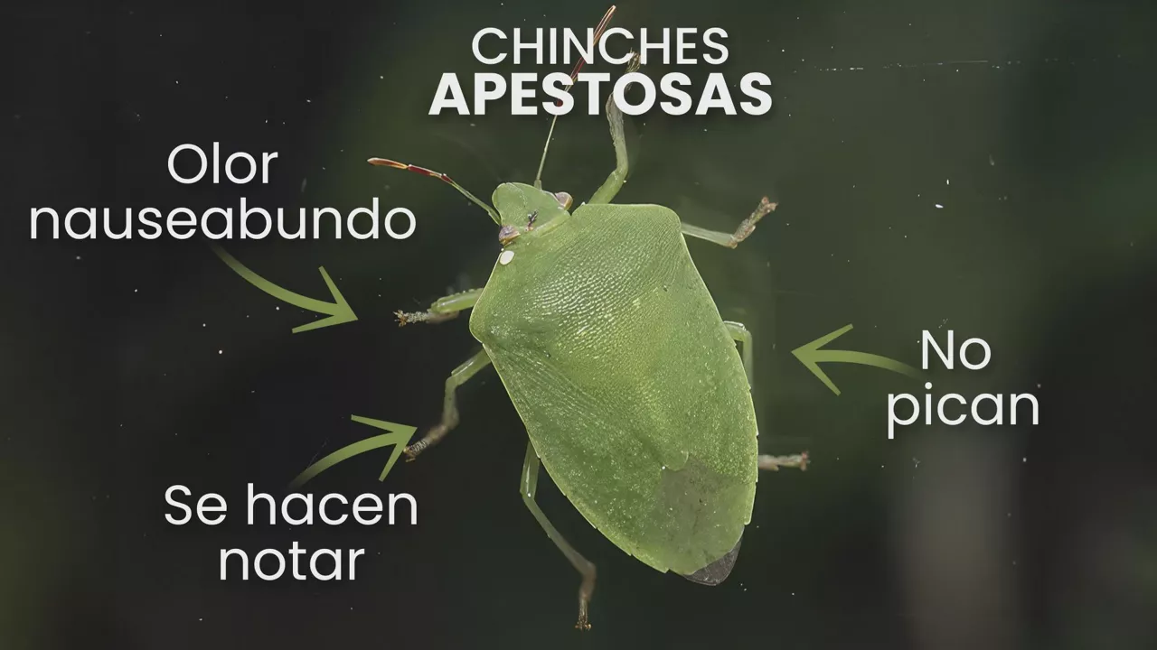 chinche 