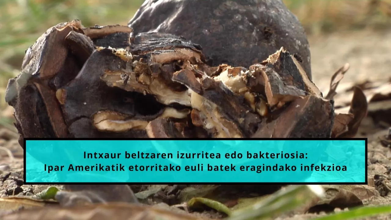 20231016162132_intxaur-beltzak_