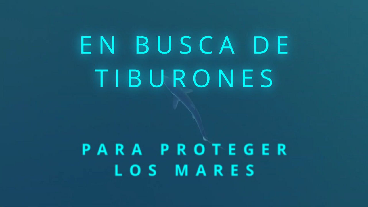 20231017165623_azti-tiburones_