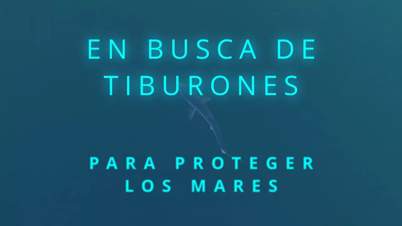 20231017165623_azti-tiburones_