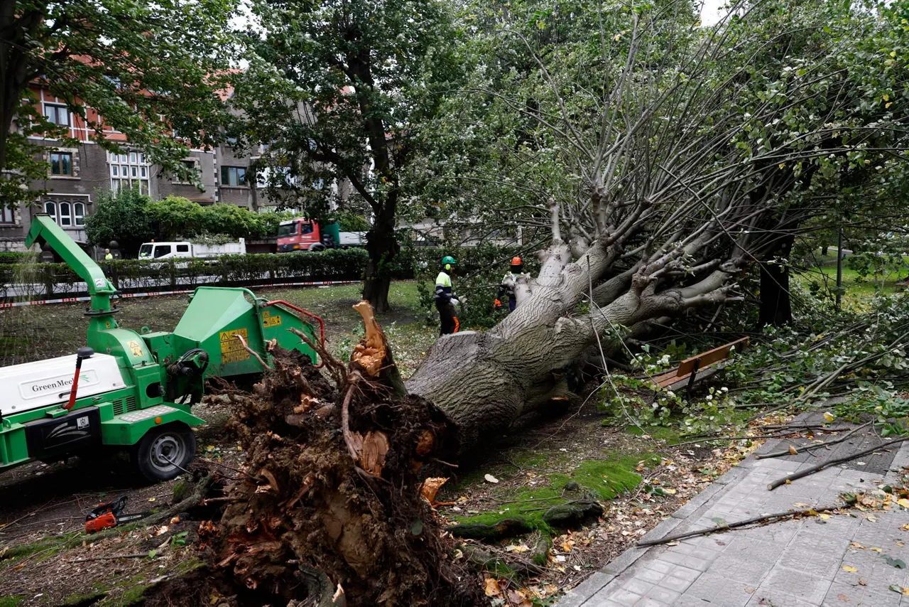 getxo-arbol-arrancado-viento-efe