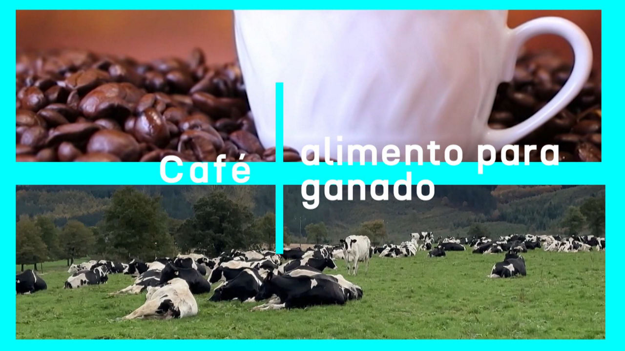 20231129121448_cafe-alimento-para-ganado_