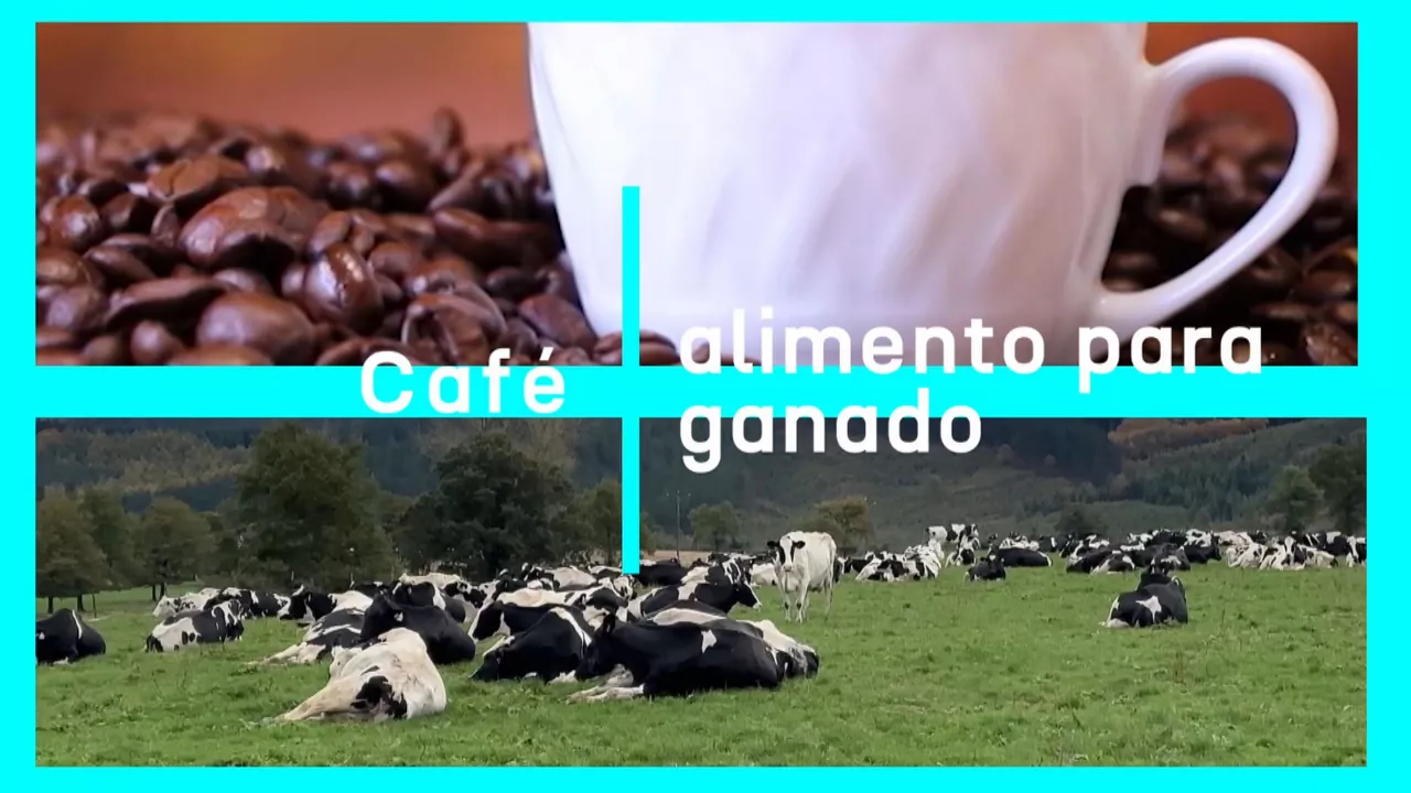 20231129121448_cafe-alimento-para-ganado_