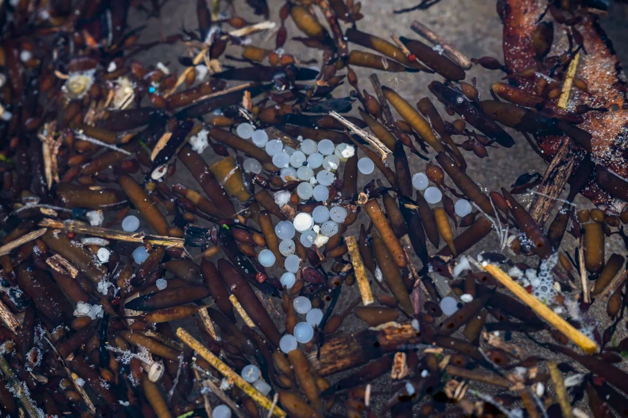 pellets-Santander-efe