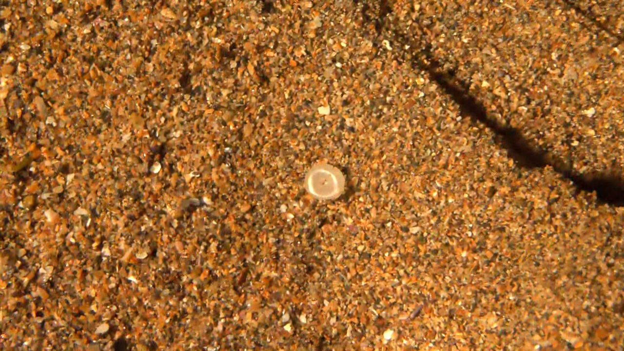20240109201006_bolitas-de-plastico-en-playa-de-la-arena_
