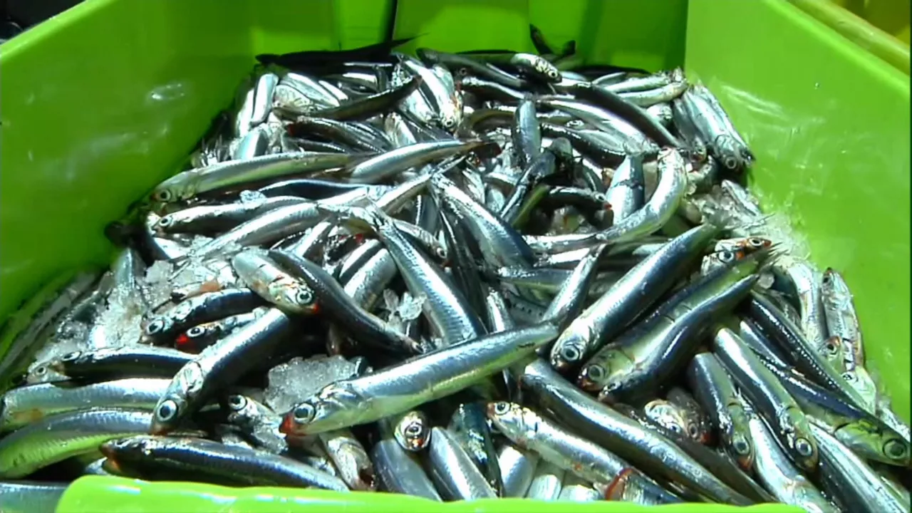 20240306090904_antxoa-anchoa-getaria_